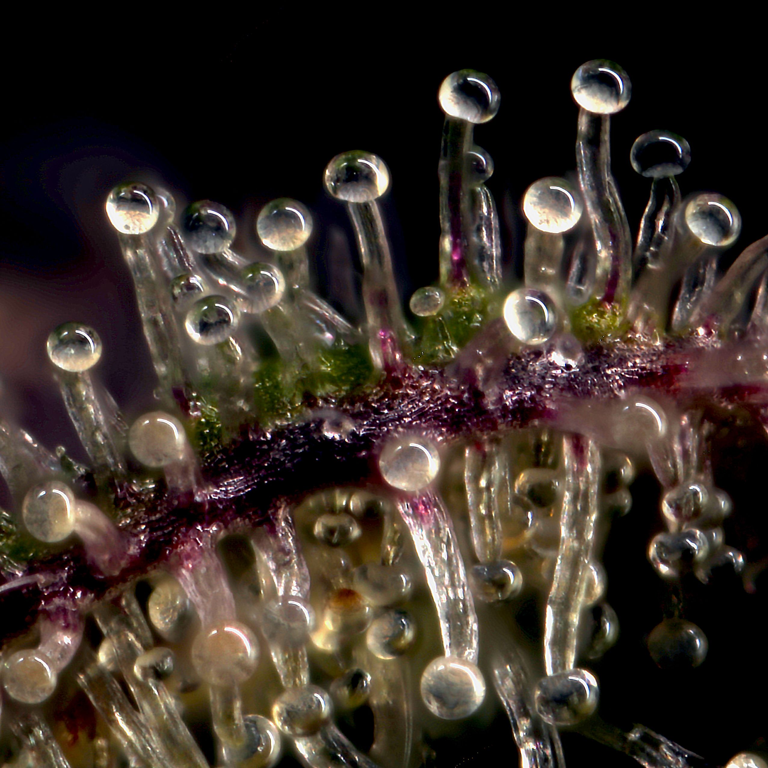 Cannabis trichomes makro